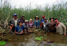 A revive crew hard at work renovating a mangrove