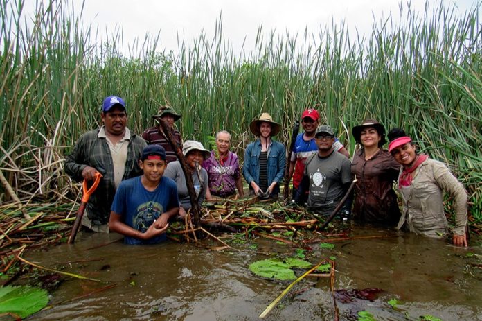11-----sm-renovating-a-mangrove-2 A revive crew hard at work renovating a mangrove