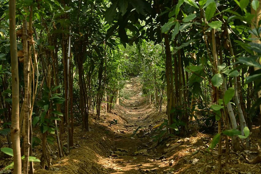 Miyawaki Tama Forest Science Garden