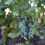Wine grapes on a vine in Mexico