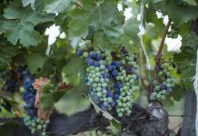 Wine grapes on a vine in Mexico
