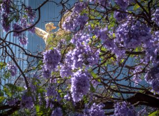 Retrospective: Japan on Mexico News Daily Jacaranda blossoms on Reforma avenue