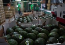 A packing house prepares avocados for export in Peribán, Michoacán.