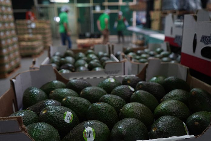 Exportación Aguacate Michoacán-3 A packing house prepares avocados for export in Peribán, Michoacán.