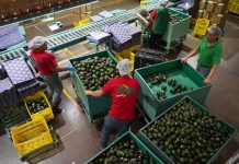 Employees in an avocado processing plant in Michoacan move around large carts of avocados
