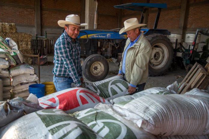 946843_SADER Entrega de Fertilizantes-1_impreso Two Mexican farmers move bags of fertilizer, representing economic growth in the agriculture sector.