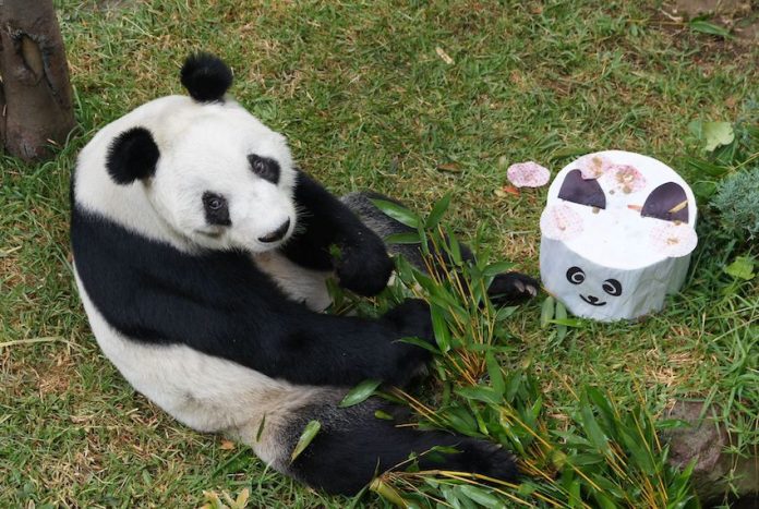 Cumpleaños Xin Xin-3 Xin Xin, Chapultepec Zoo's beloved giant panda, turns 34 today
