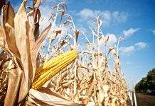 An industrial corn field, possibly cultivating Monsanto's GMO corn.