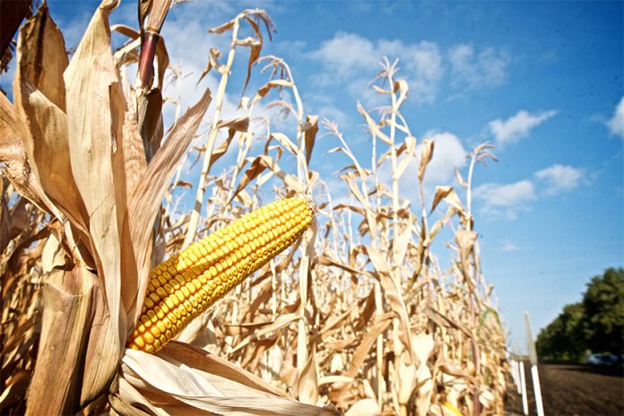 corn shutterstock An industrial corn field, possibly cultivating Monsanto's GMO corn.
