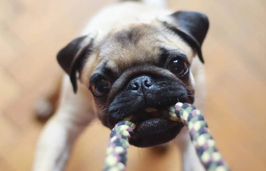 Puppy chewing a bag.