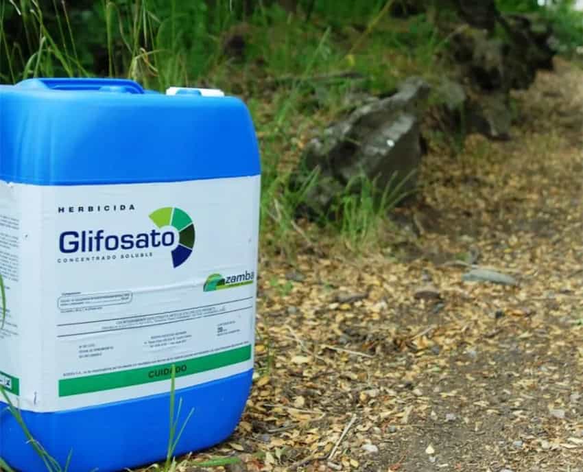 A bottle of glyphosate in Mexico, like that sold by Monsanto for use with GM corn and other crops
