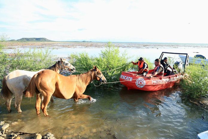 Horses being rescued - Samuel Garcia X Two horses being guided by ropes attached to a powerboat that is helping them navigate the waters in the Cerro Prieto Dam in Linares, Nuevo Leon.