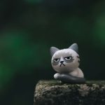 annoying things in Mexico make this cat upset.