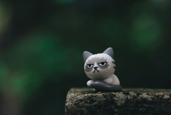 annoying things in Mexico make this cat upset.