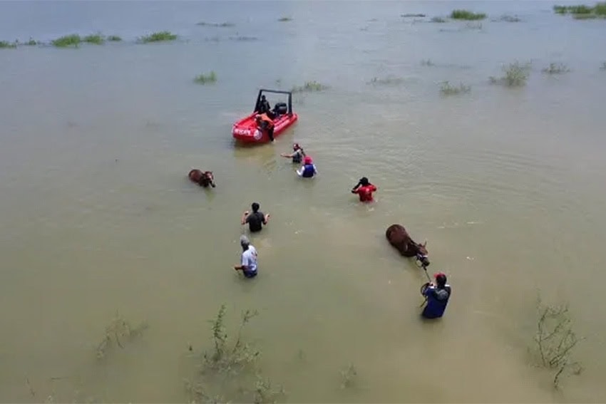 Emergency personnel in waist-deep water coaxing two stranded horses in a dam toward them. One officer already is guiding a horse through the water with a rope.