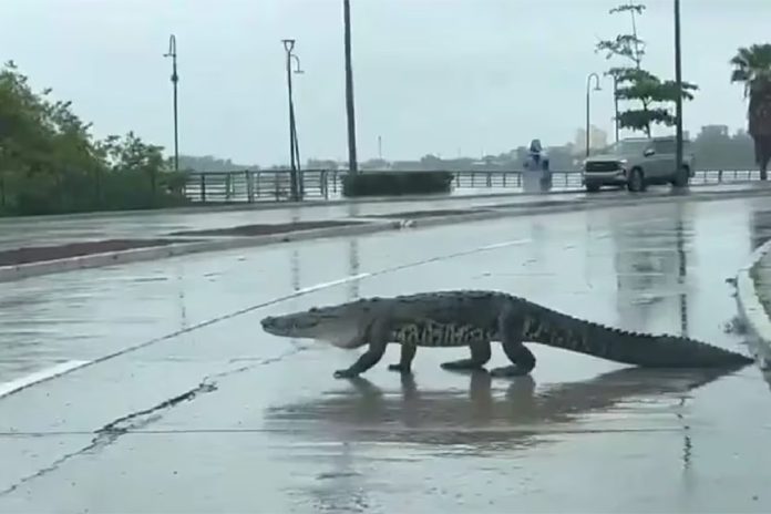 Screen-capture crocodile wandering onto busy two lane road in Tampico, Tamaulipas, Mexico