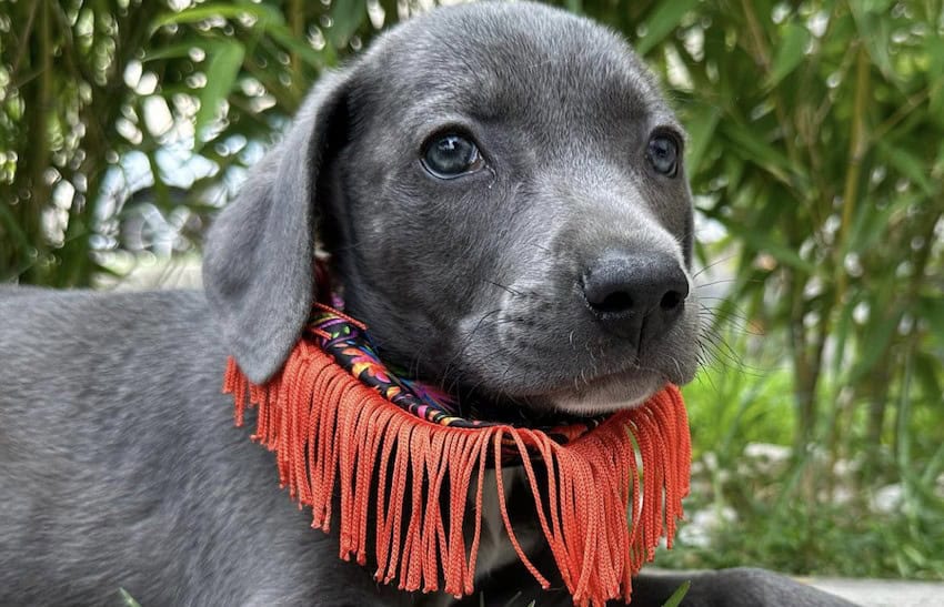 Luke, an adopted puppy from Mexico City.
