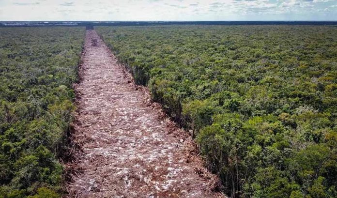 Trail cut through the jungle Facebook Maya Train route deforestation