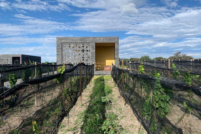 Tres Raíces vineyard is located along the San Miguel de Allende-Queretaro wine region corridor, one of five enotourism routes in Guanajuato state.